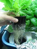 healthy hydroponic root systems and nutrients