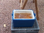 Ice Chest Used for nutrient Reservoir
