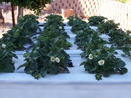 strawberries growing in a home build hydroponic system