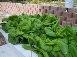 Home made hydroponic system growing lettuce