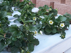 flowers on strawberry plants in a hydroponic system