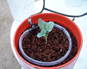 Plant growing in the drip system