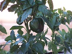 Bell peppers growing in a 2 liter bottle flood and drain hydroponic system