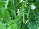 hydroponic system growing peas