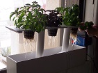 Nice looking basil roots growing in hydro system