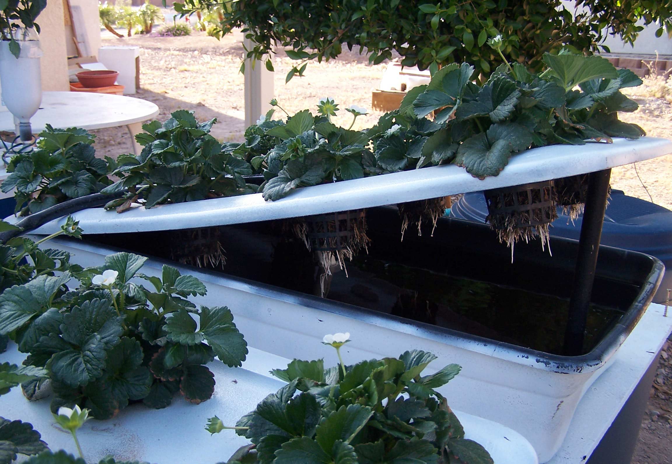 Basic Hydroponic Systems and How They Work